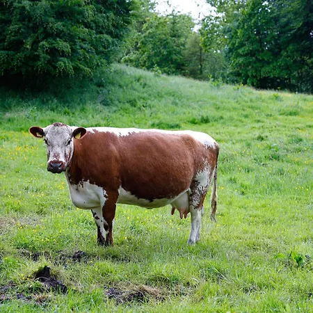 Samsu Alpehytte Raistin