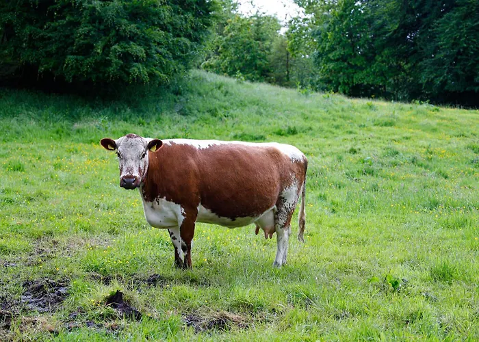 Digital Detox Chalet Raistin